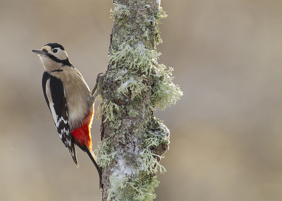 Make 2026 a little wilder