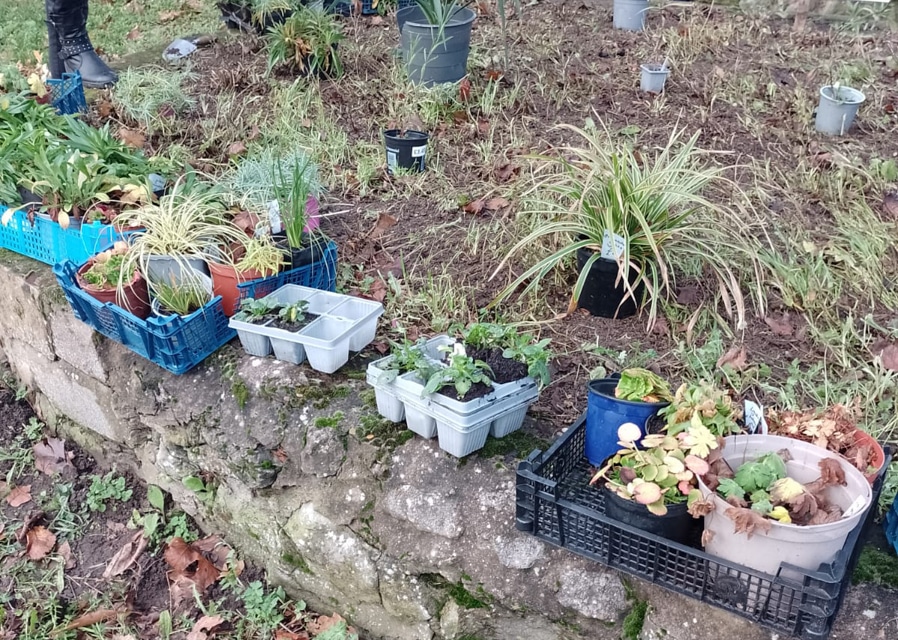 Gainsborough in Bloom