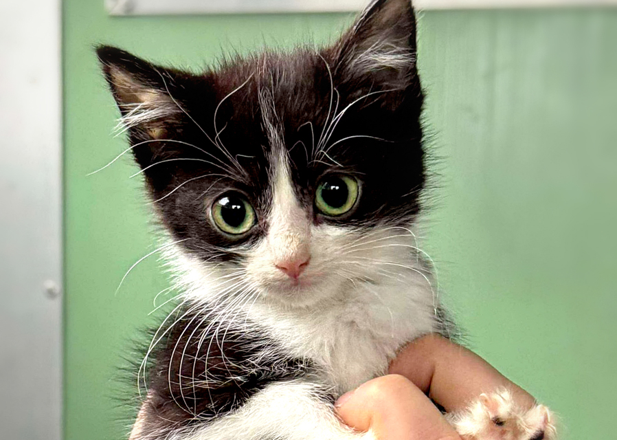 Kittens, cats… and a quiet crisis close to home