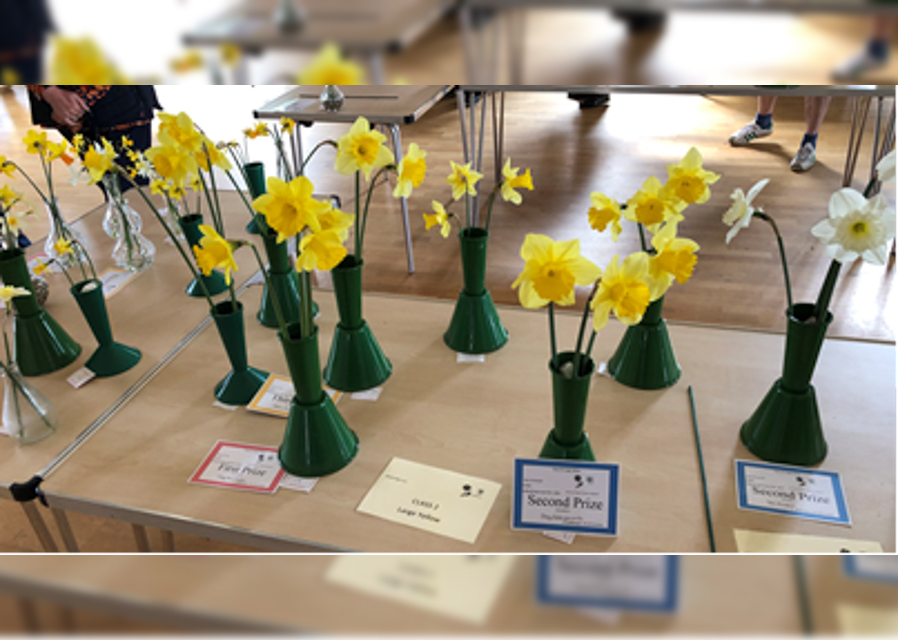 Daffodil Delight