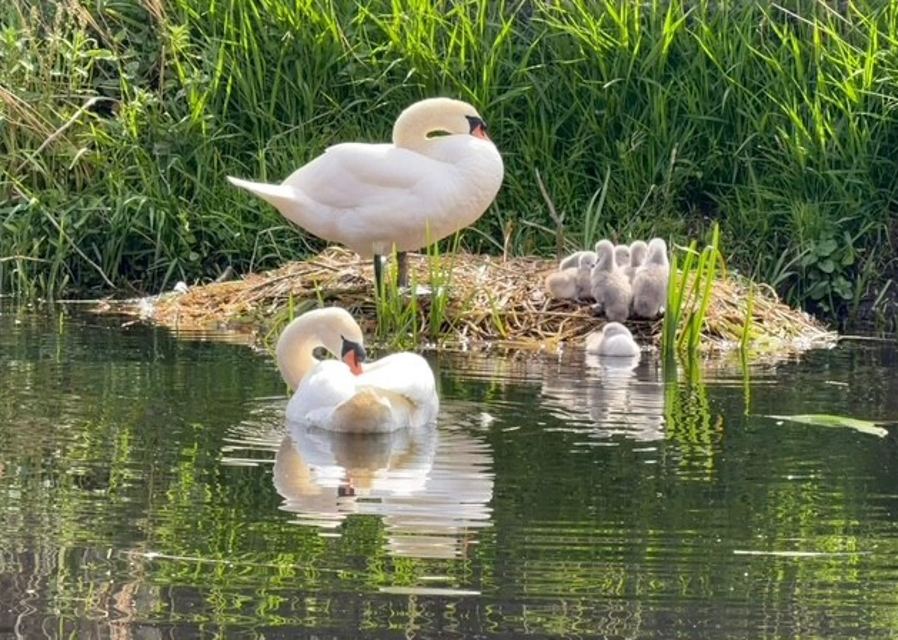 Retford Swan Watch launches to help protect local swans