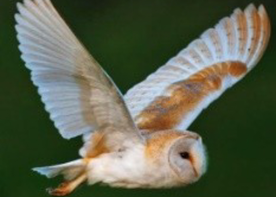 Lound Bird Club