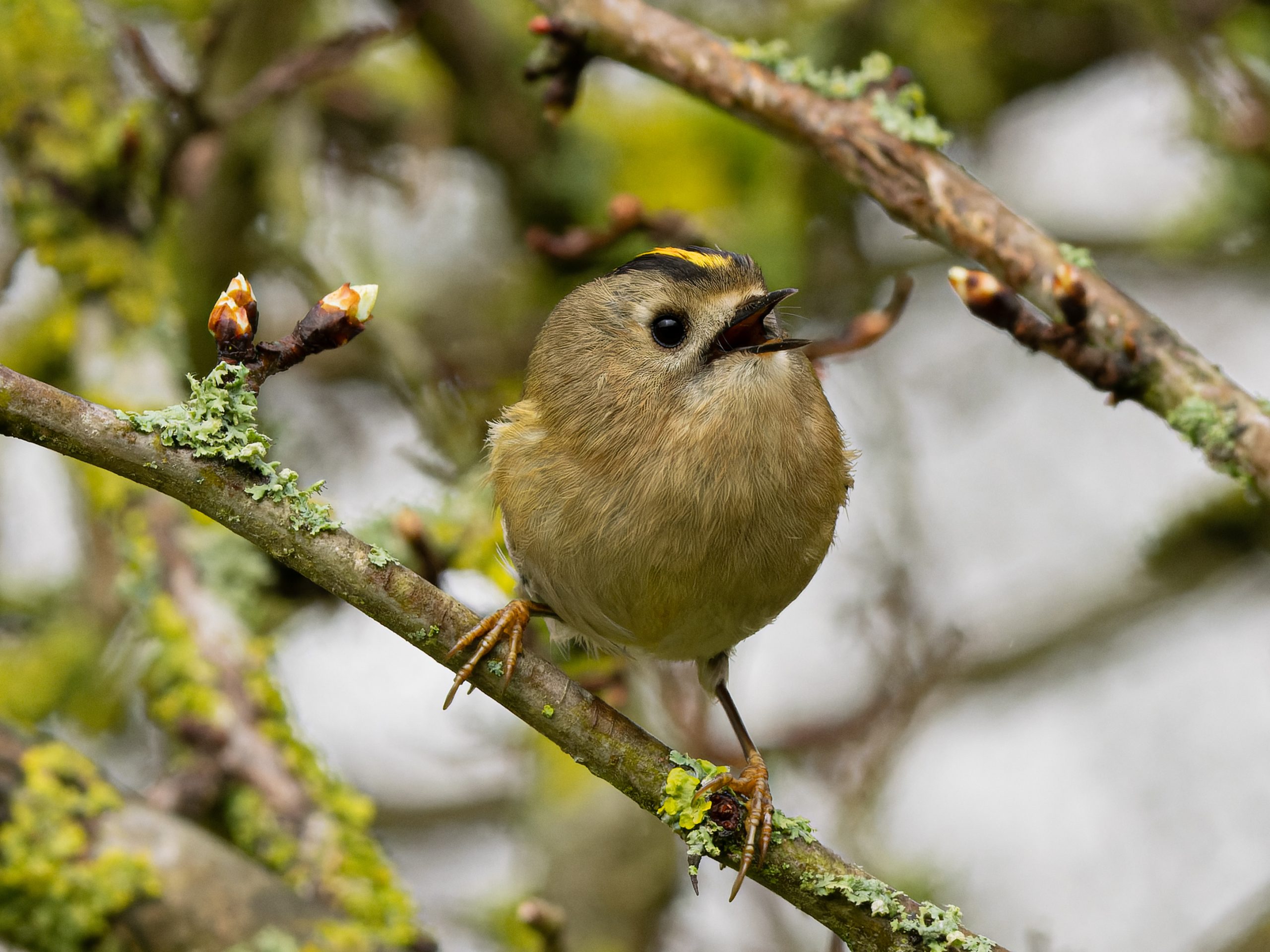 Autumn bird migration